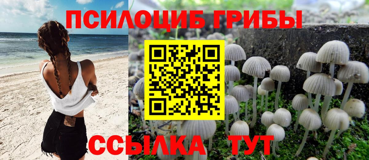 Галлюциногенные грибы Psilocybine cubensis  Вход с VPN  наркотики  Лесной 